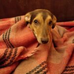 digtvbg linux rossa dog wrapped in a woolen blanket